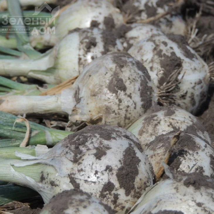 Примо Бланко F1 / Primo Blanco F1, 110-115 дней фото 4