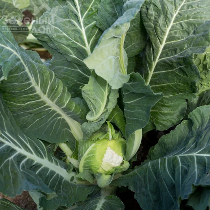 Валмер F1 / Valmer F1, 70-80 дней фото 3