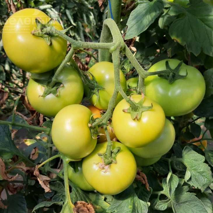 Бэлтон F1 / Belton F1, 65-67 дней фото 6