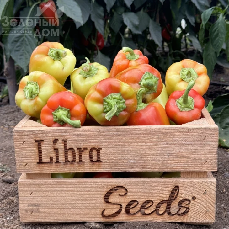 Рубикон F1 / Rubikon F1, 52-57 дней фото 2