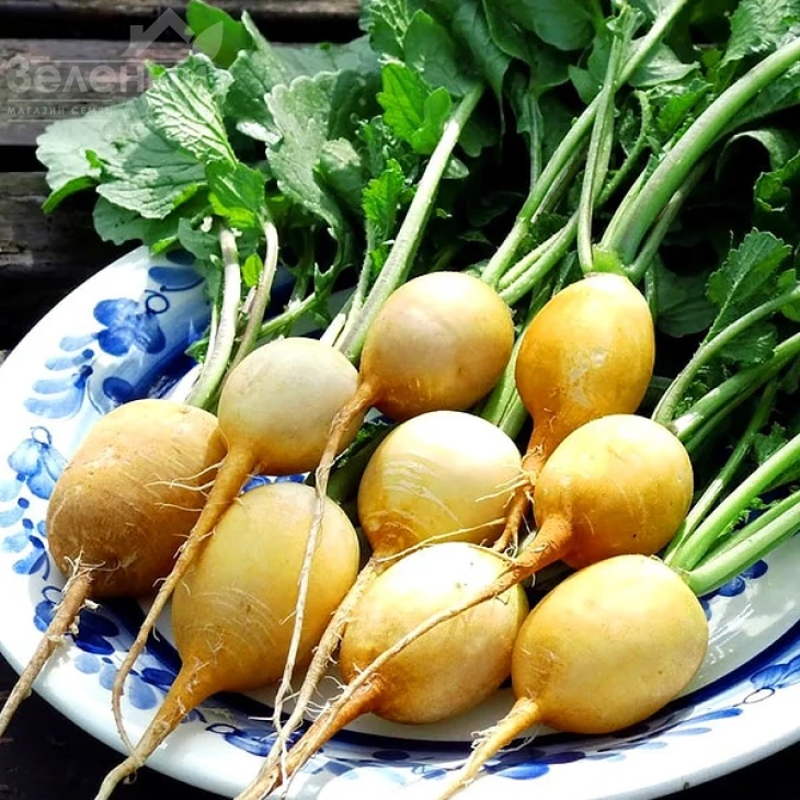 Злата / Zlata фото 1