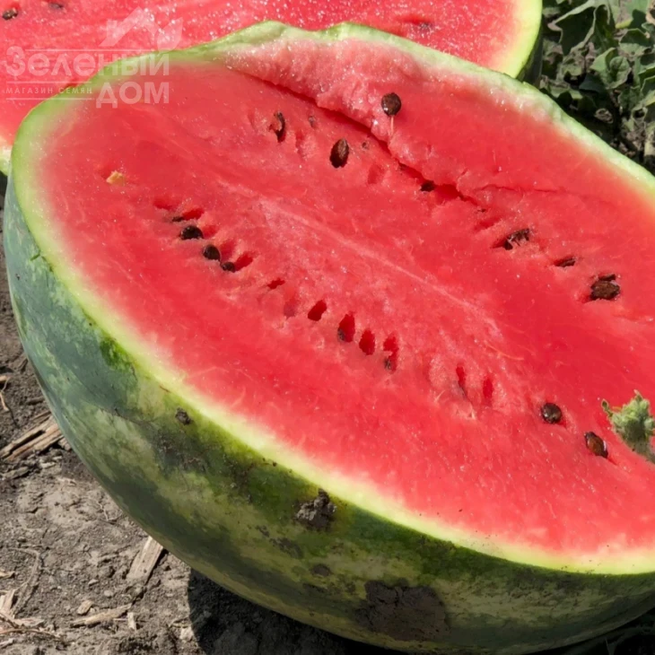 Биант (Шекер, Эркен) F1 / Biant F1,56-60 дней фото 2