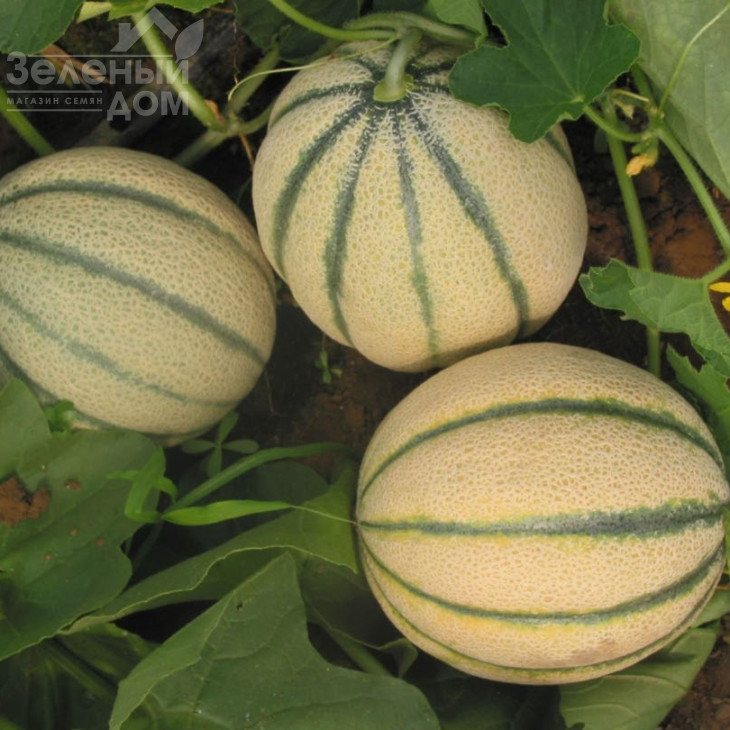 Барі F1 / Bari F1 фото 3