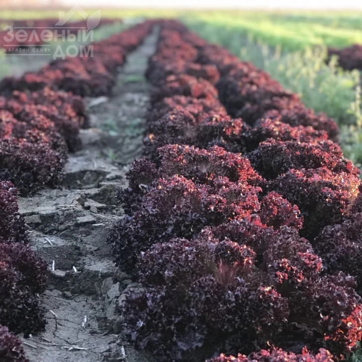 Бахус / Bacchus фото 1