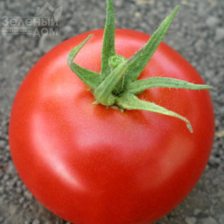 Хіларіо F1 / Hilario F1,90-100 днів фото 2