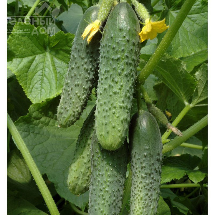 Кураж F1 / Kurazh F1,43-48 днів фото 1