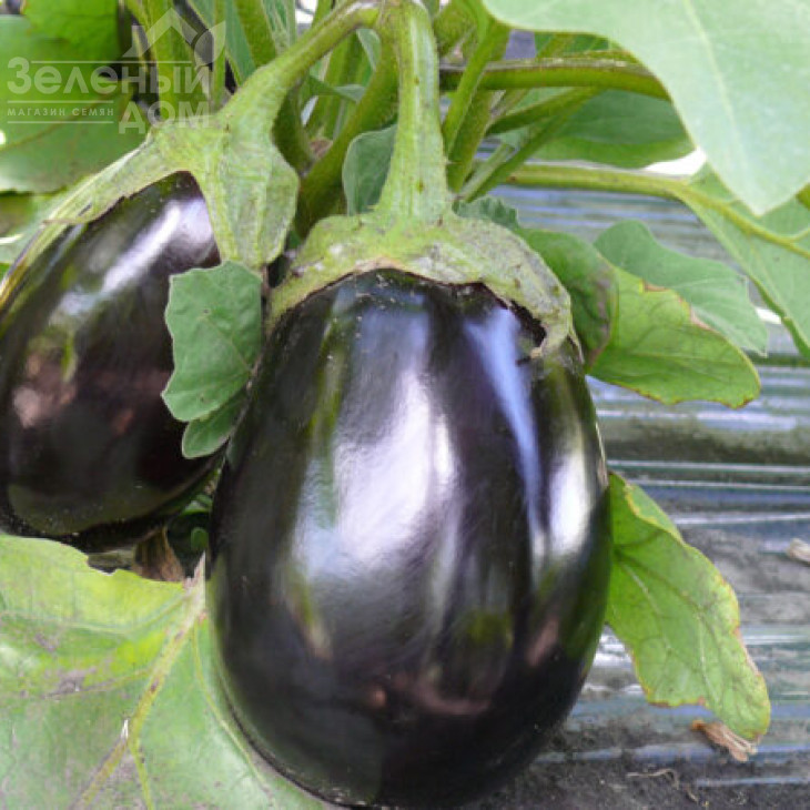 Чемодан F1 / Chemodan F1,90-105 днів фото 2