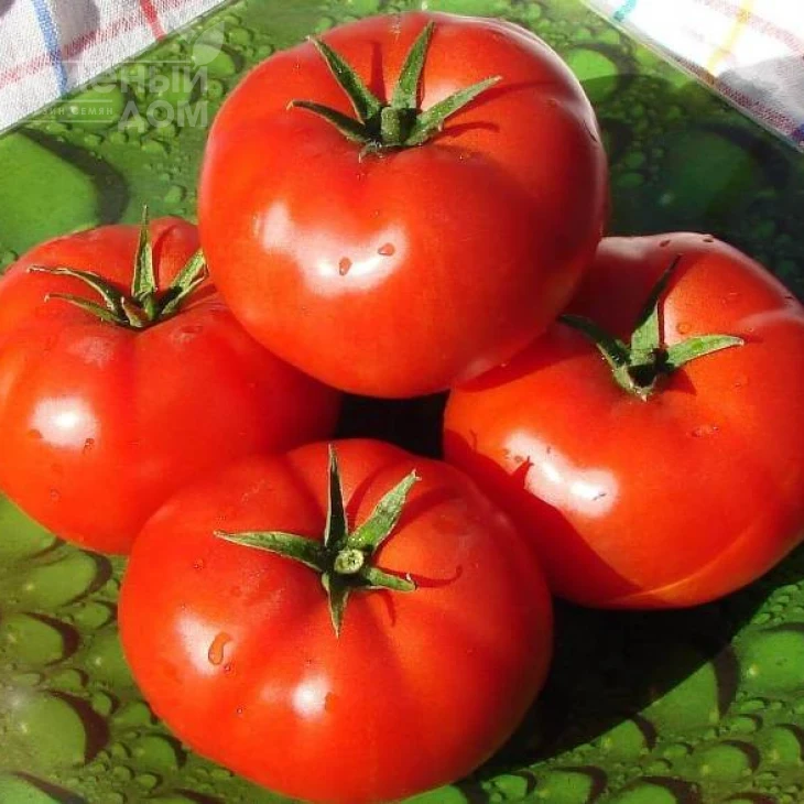 Бобкат F1 / Bobcat F1,60-65 дней фото 1