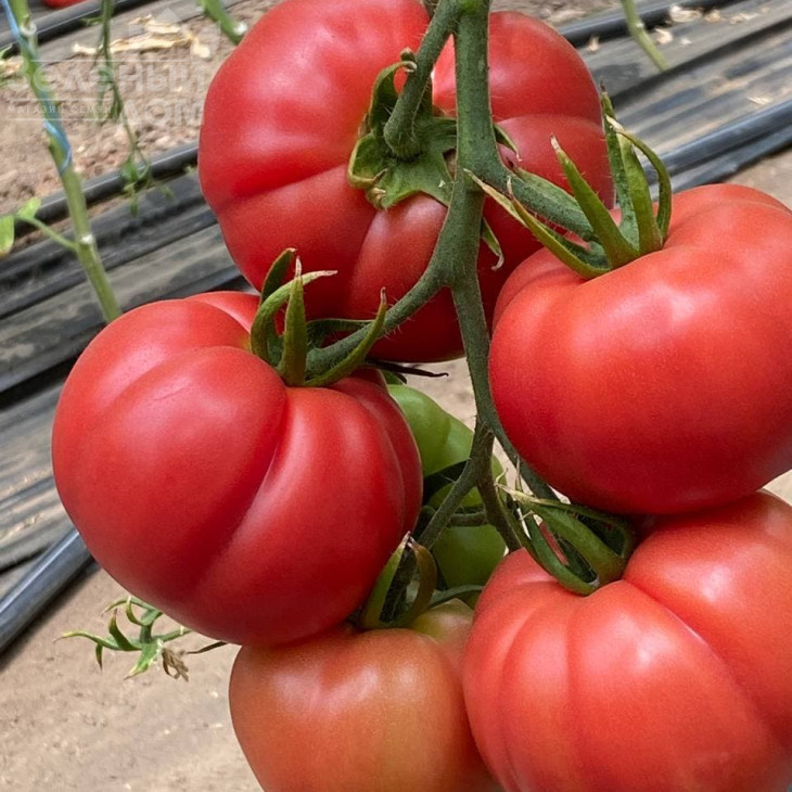 Сонароза F1 / Sonaroza F1 фото 3