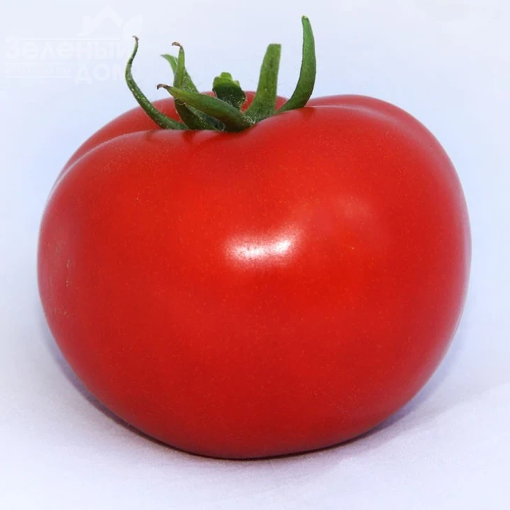 Хитомакс F1 / Hitomaks F1,100-105 дней фото 1