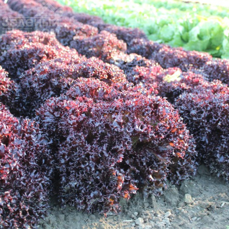 Азірка / Azirka фото 1