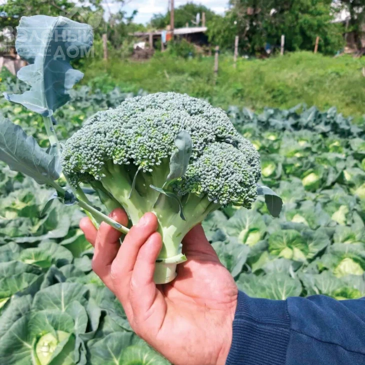 Пребона F1 / Prebona F1, 55-70 дней фото 1