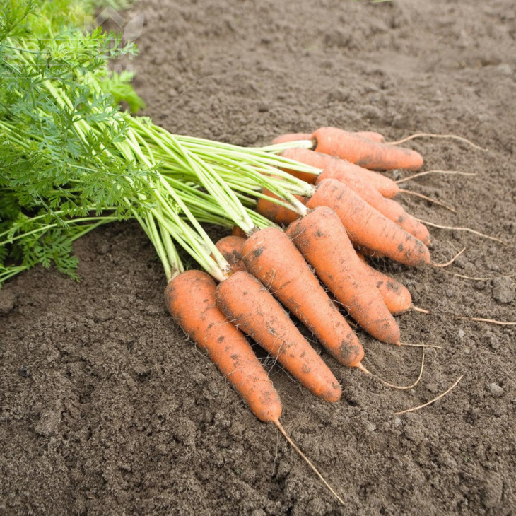 Каріні / Carini, 100 днів фото 1