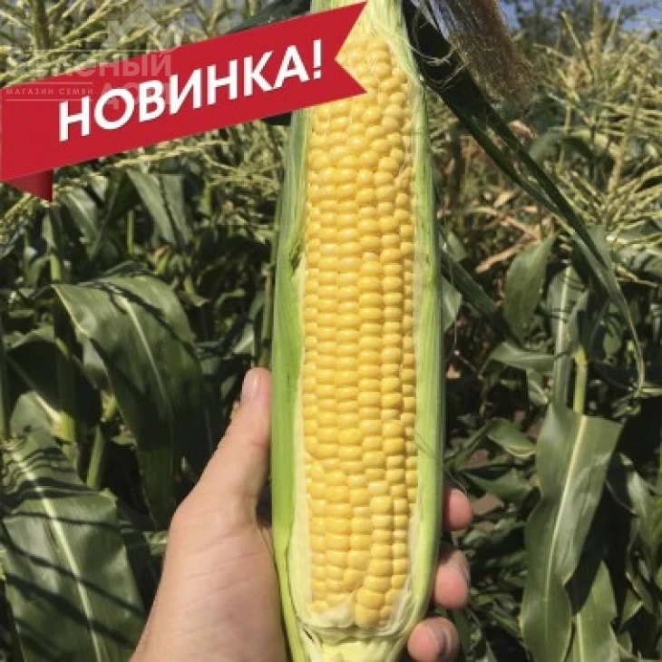 СВ 1446 F1 / SV 1446 F1, 75-77 дней фото 1