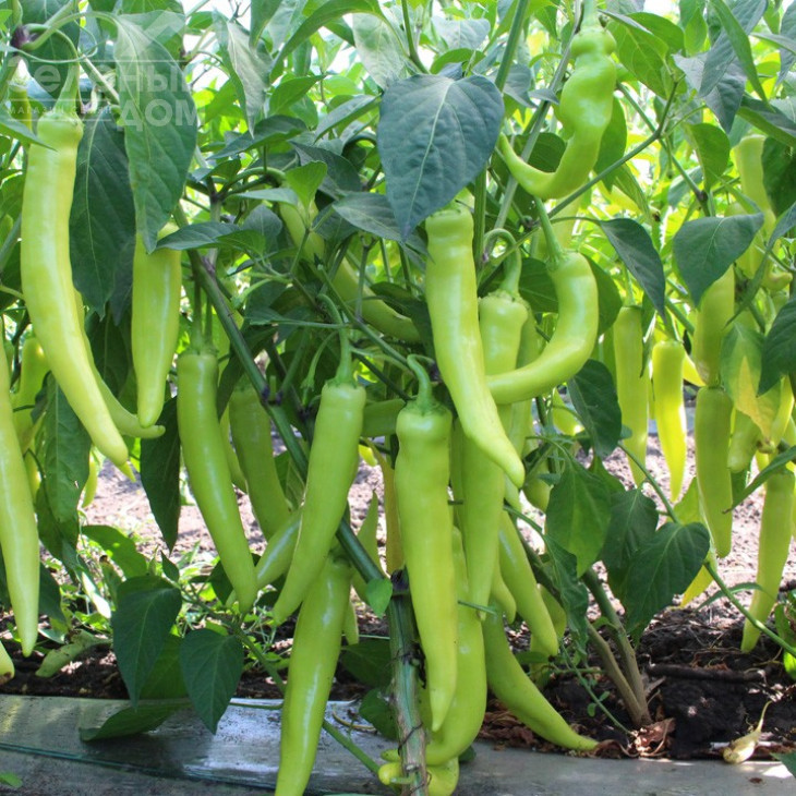 КС 65 F1 / KS 65 F1,65-70 днів фото 1