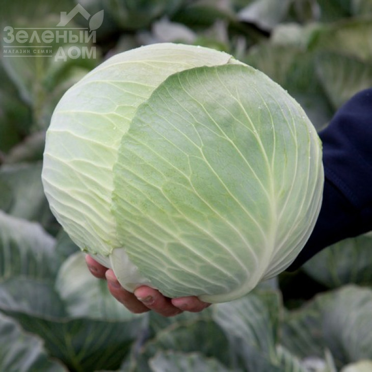 Лагріма F1 / Lagrima F1,125-140 днів фото 1