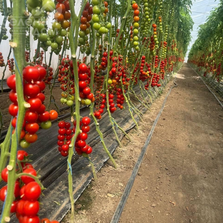 Череза F1 / Chereza F1, 65-70 днів фото 1