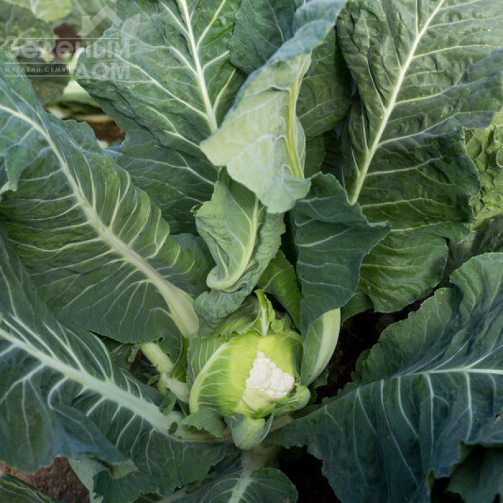 Валмер F1 / Valmer F1, 70-80 днів фото 3