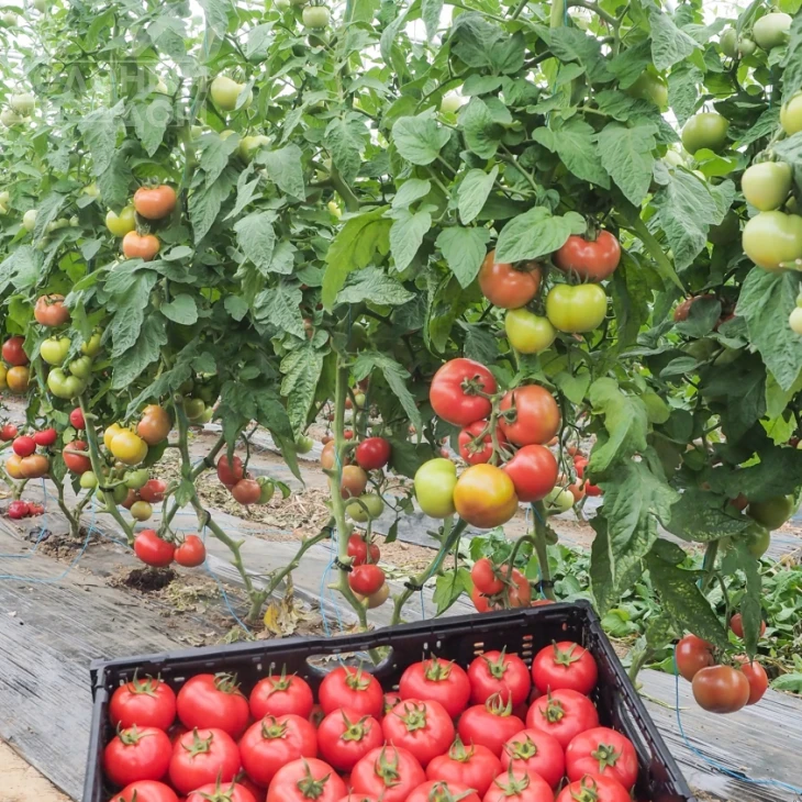 Галаксин F1 / Halaksyn F1  фото 3