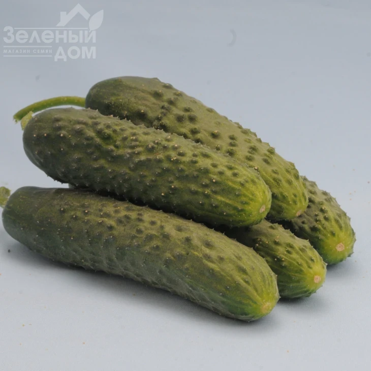 Везунчик F1 / Vezunchik F1,40-45 дней фото 2