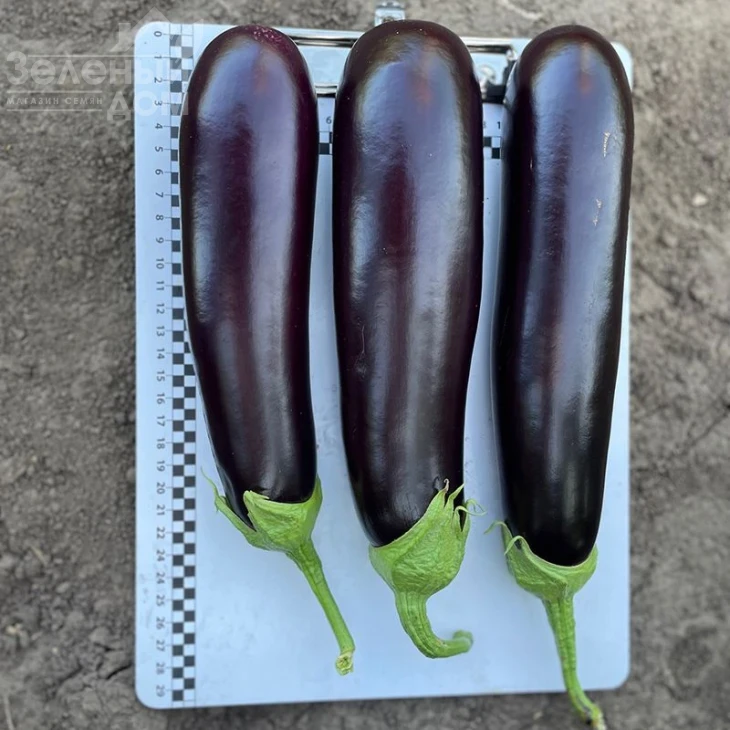 Дар F1 / Dar F1, 55-60 дней фото 2