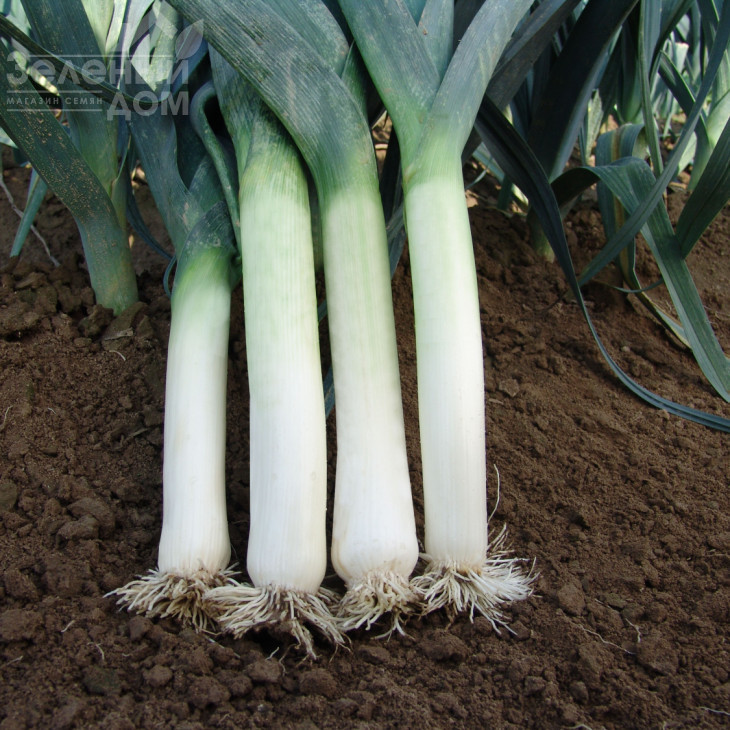 Термінал / Terminal фото 1