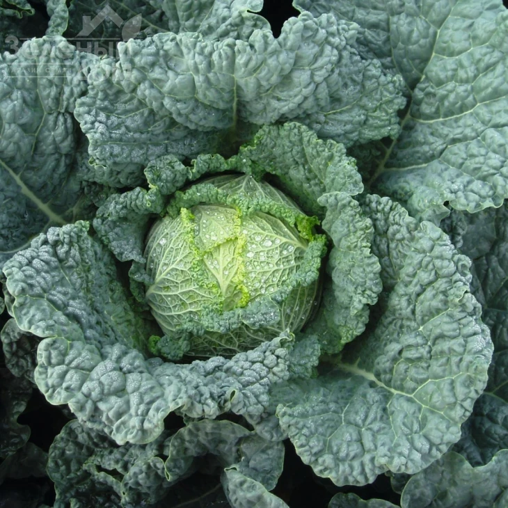 Мелиса F1 / Melissa F1,80 дней фото 1