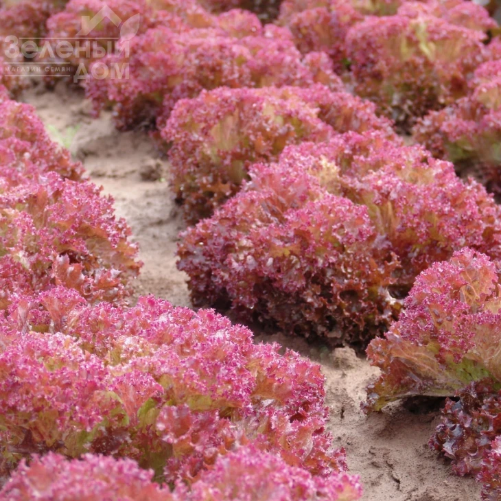 Кримсон / Crimson,60-70 дней фото 1