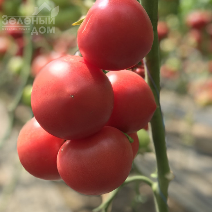 Пінк Джаз F1 / Pink Jazz F1,70-75 днів фото 3