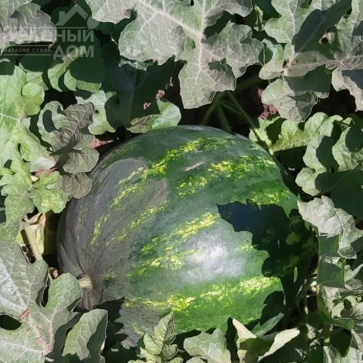 Атаман F1 / Ataman F1,65-67 дней фото 1