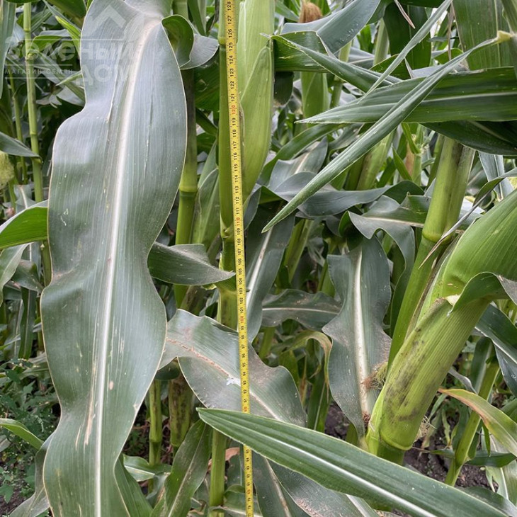 Нокаут F1 / Nokaut F1,80-82 дні фото 2