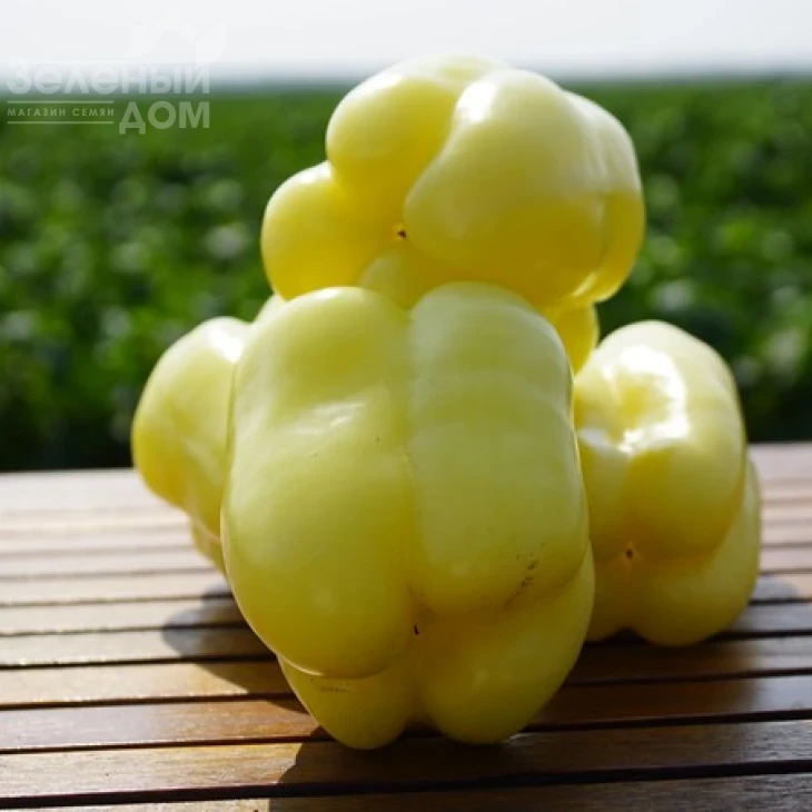 Никита F1 / Nikita F1,70 дней фото 2