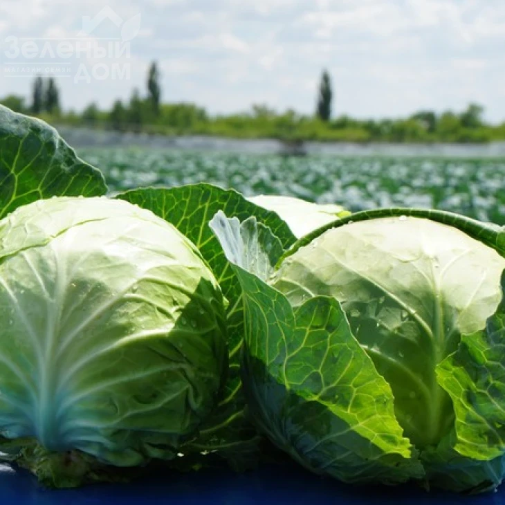 Констебль F1 / Constebl F1,52-55 дней фото 3