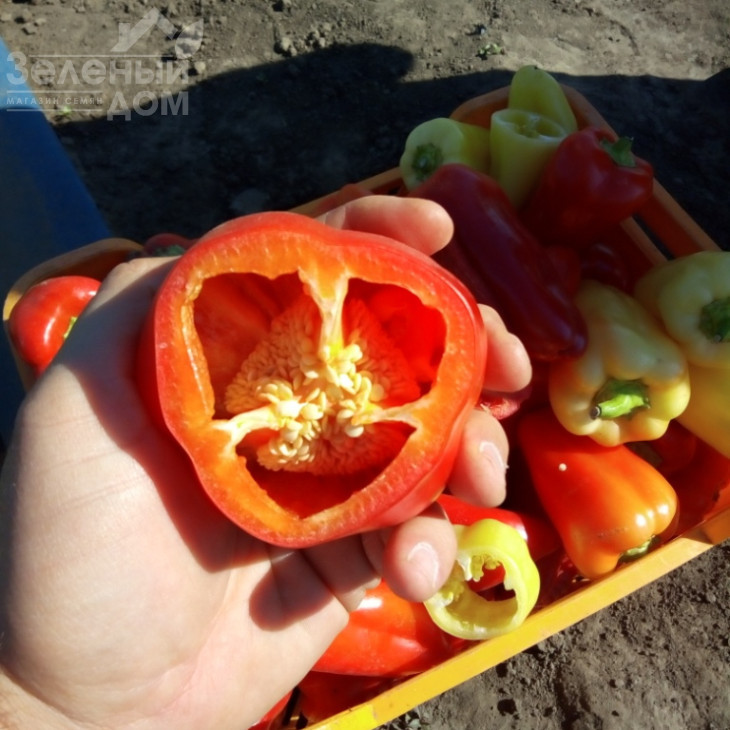 Лостун F1 / Lostun F1, 60-63 дні фото 4