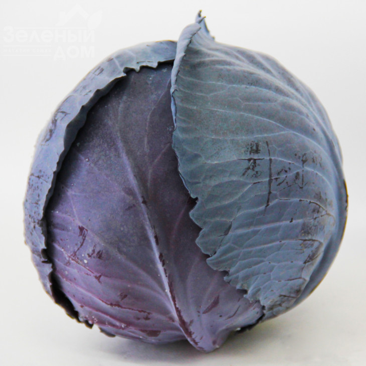 Корнет F1 / Kornet F1,85-90 днів фото 2