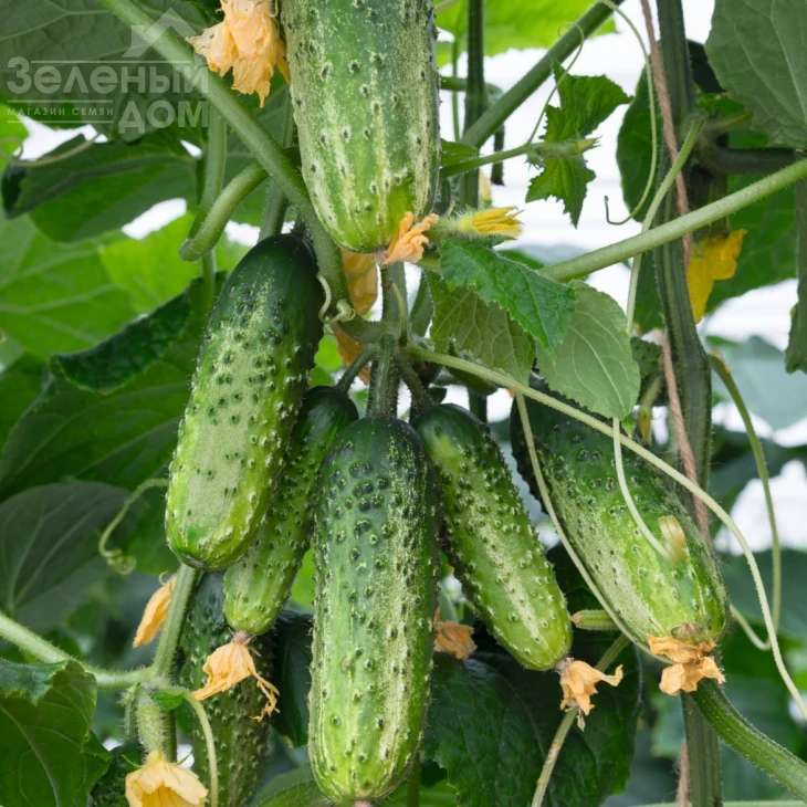 Амант F1 / Amant F1,40-45 дней фото 1