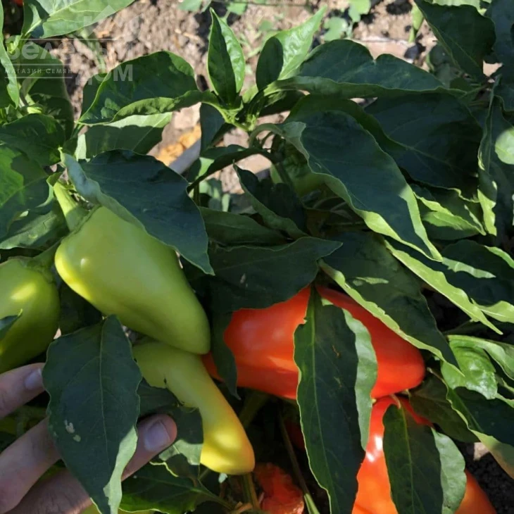 Пилот F1 / Pilot F1,110-140 дней фото 1