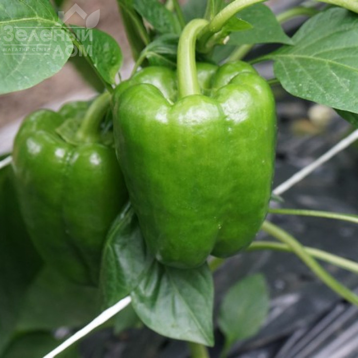 Геркулес F1 / Hercules F1,75 днів фото 4