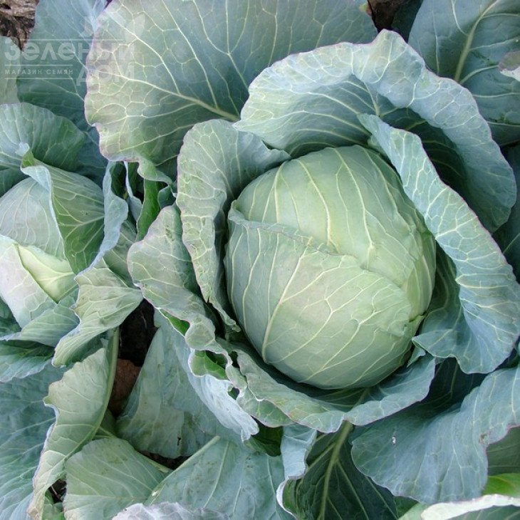 Мультіма F1 / Multima F1,85-100 днів фото 1