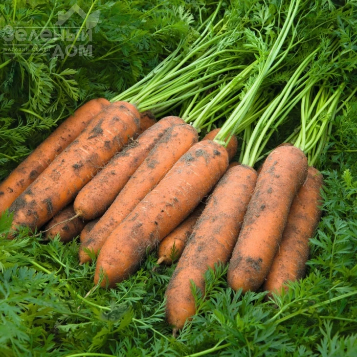 Ньюкасл F1 / Newcastle F1,110 дней фото 1