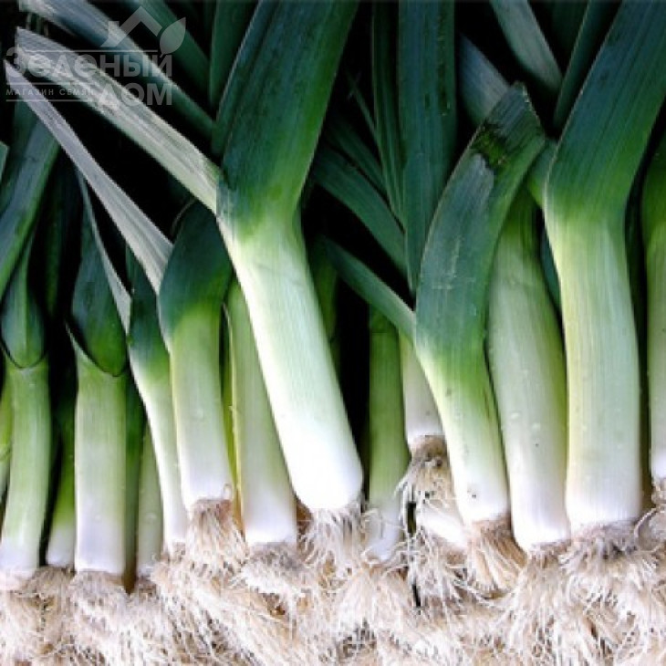 Порбелла / Porbella,95-100 днів фото 1