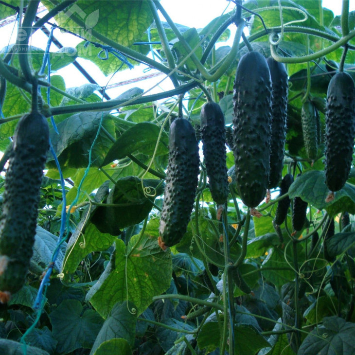 Дартвер F1 / Dartver F1 фото 1