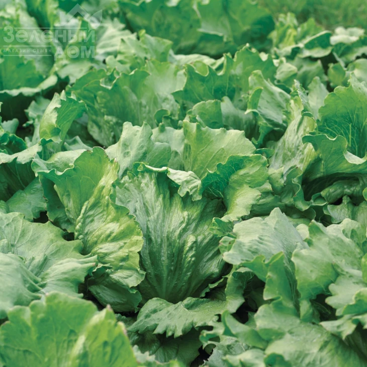 Айс Вейв / Ice Wave фото 2