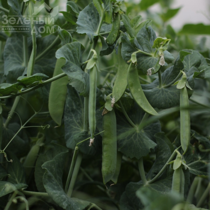 Роялсайз / Royalsayz фото 8