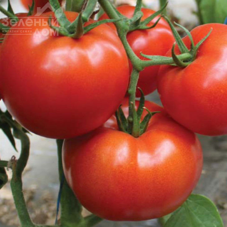 Девонет F1 / Devonet F1,90-95 днів фото 2