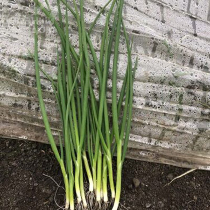 Грінпік F1 / Grinpik F1 фото 3