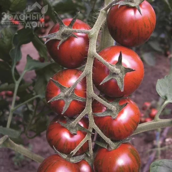 Тайгер F1 / Taiger F1,85-95 дней фото 1