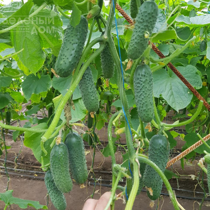 Мадрілен F1 / Madrilene F1, 40-42 дні фото 4