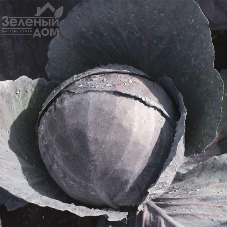 Омеро F1 / Omero F1 фото 1