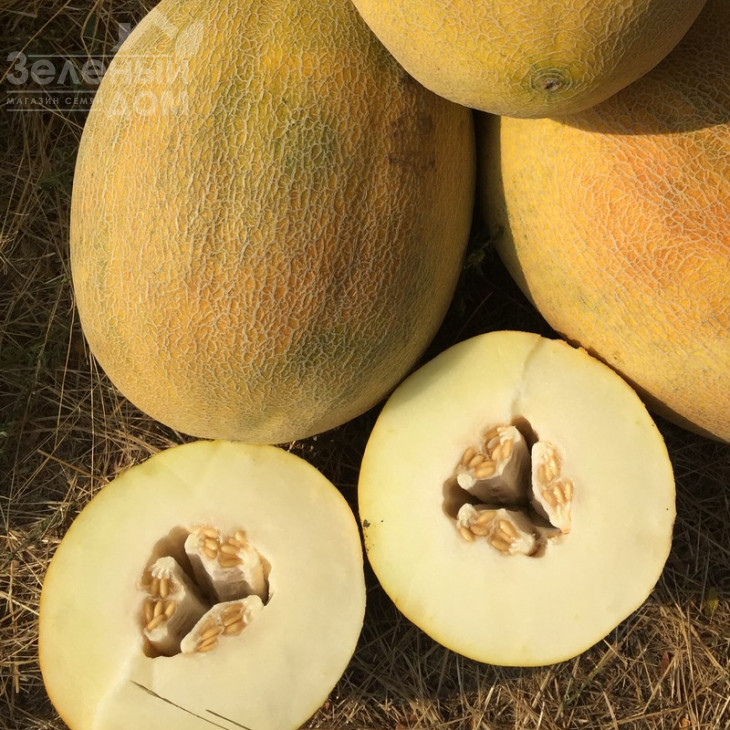 Бізан F1 / Bisan F1,60-65 днів фото 1